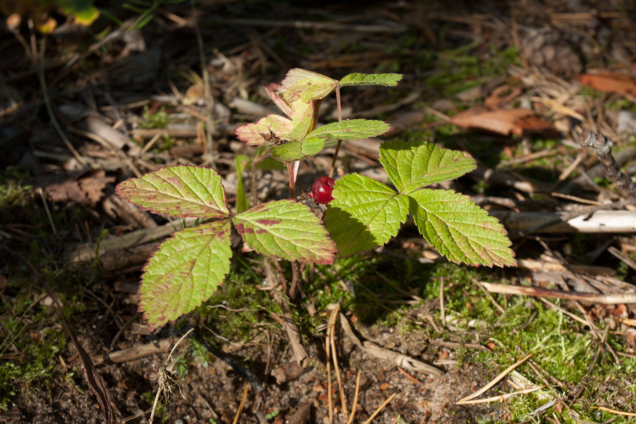 Image of Rubus saxatilis specimen.