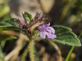 Clinopodium chinense. Верхушка побега с цветком. Приморский край, Шкотовский р-н, пос. Подъяпольск, поляна на склоне, поросшем кустарником и переходящим в овраг. 30.09.2019.