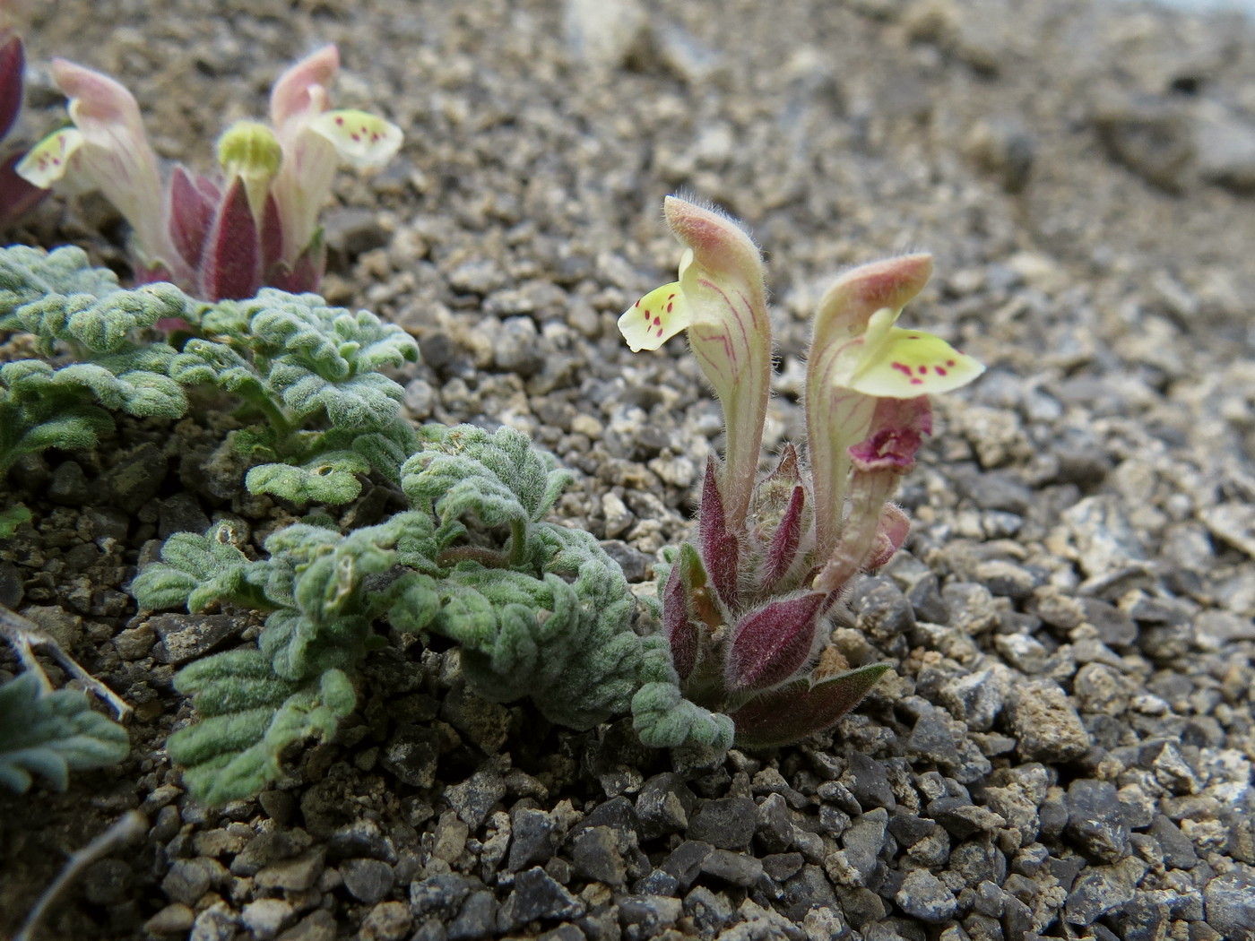 Image of Scutellaria flabellulata specimen.