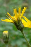 Hieracium pseudolepistoides. Соцветие. Свердловская обл., окр. г. Североуральск, сосново-еловый лес. 07.07.2019.