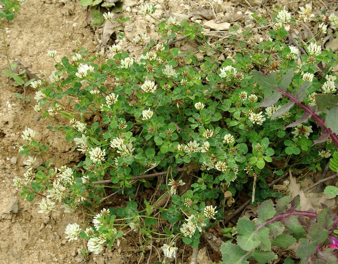 Image of genus Trifolium specimen.