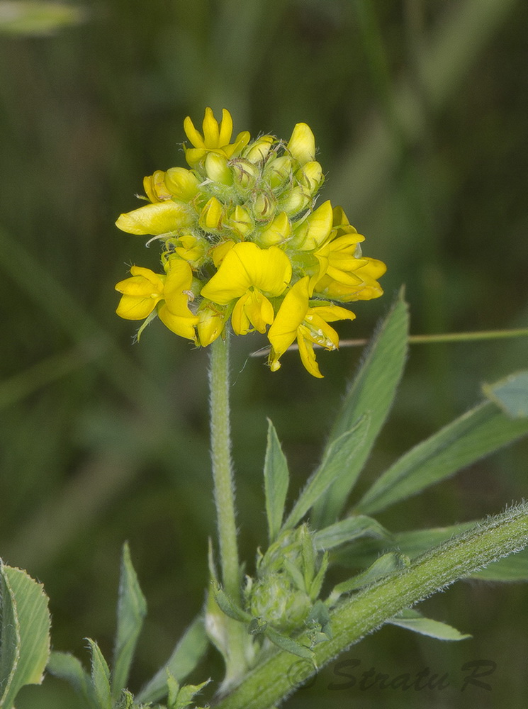 Image of Medicago falcata specimen.