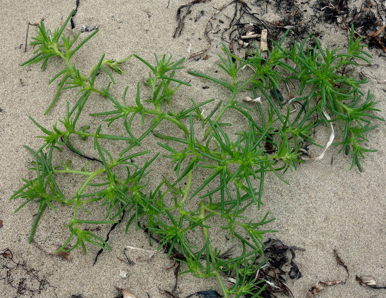 Изображение особи Salsola komarovii.