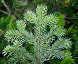 Abies nordmanniana