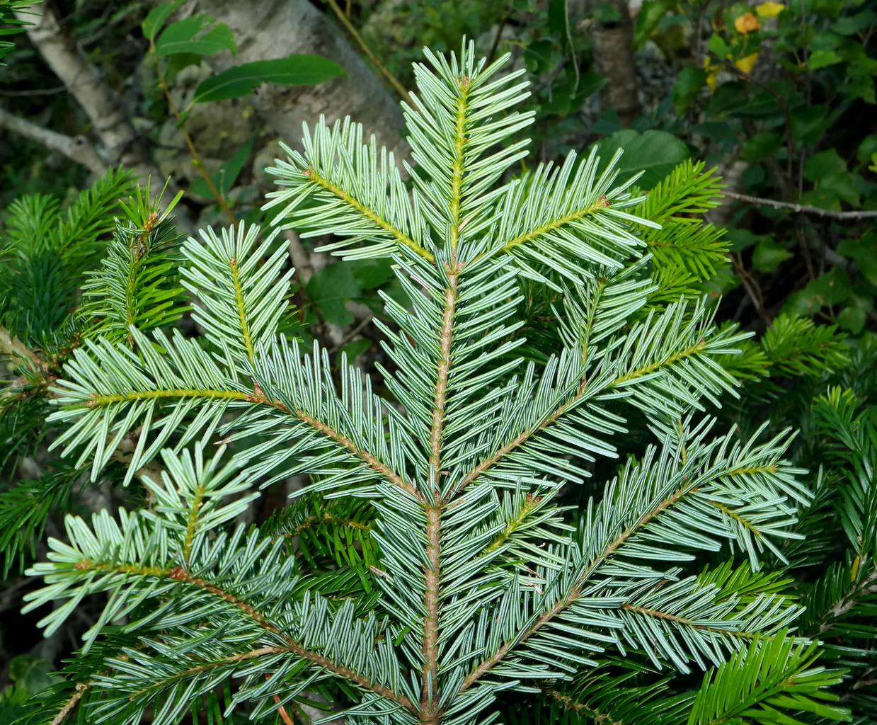 Image of Abies nordmanniana specimen.