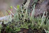 Cladonia macilenta