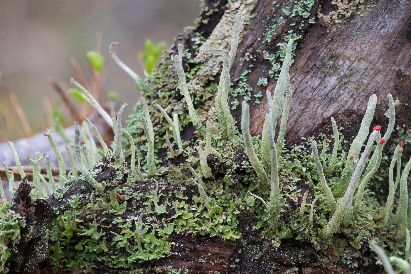 Image of Cladonia macilenta specimen.