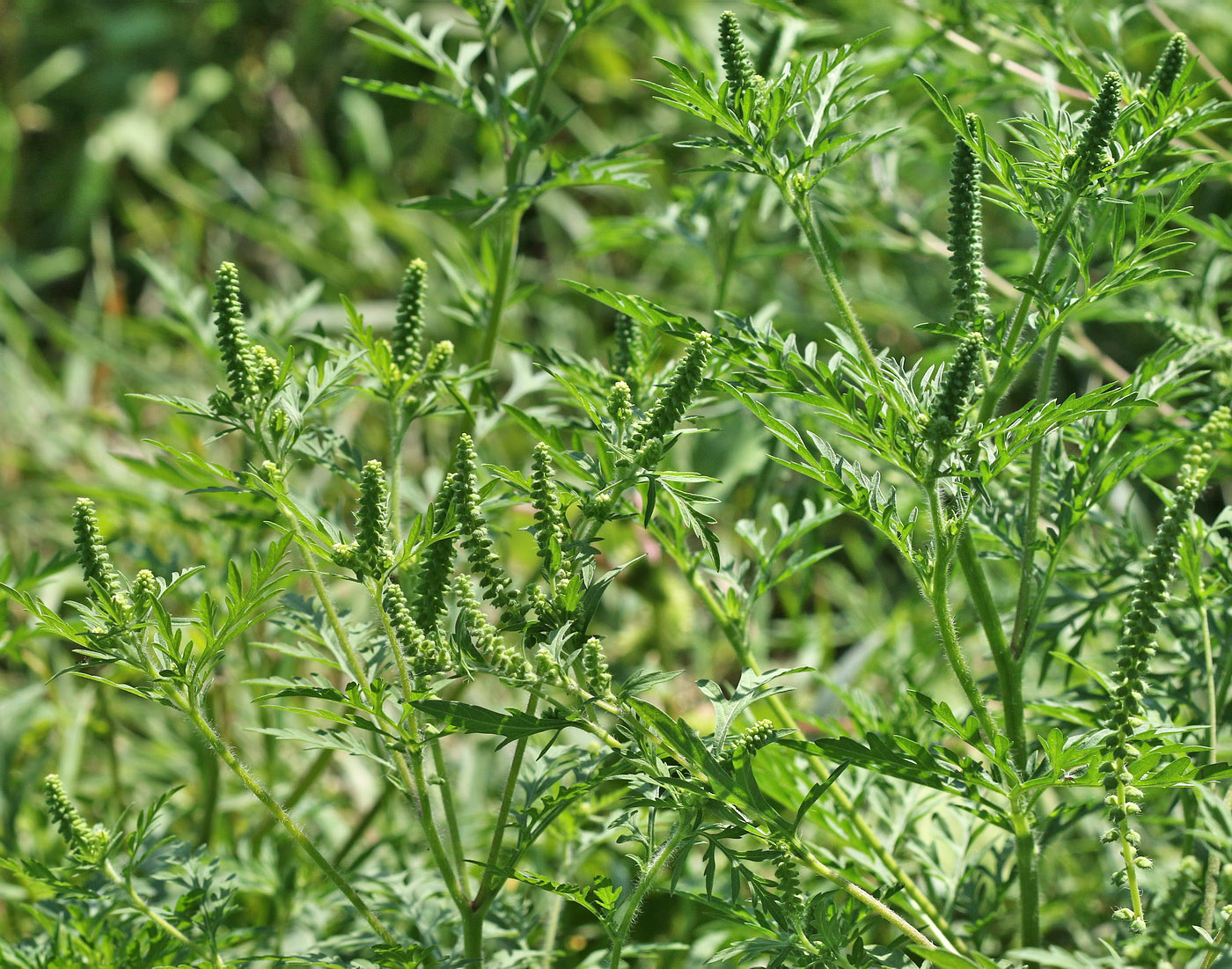 Image of Ambrosia artemisiifolia specimen.