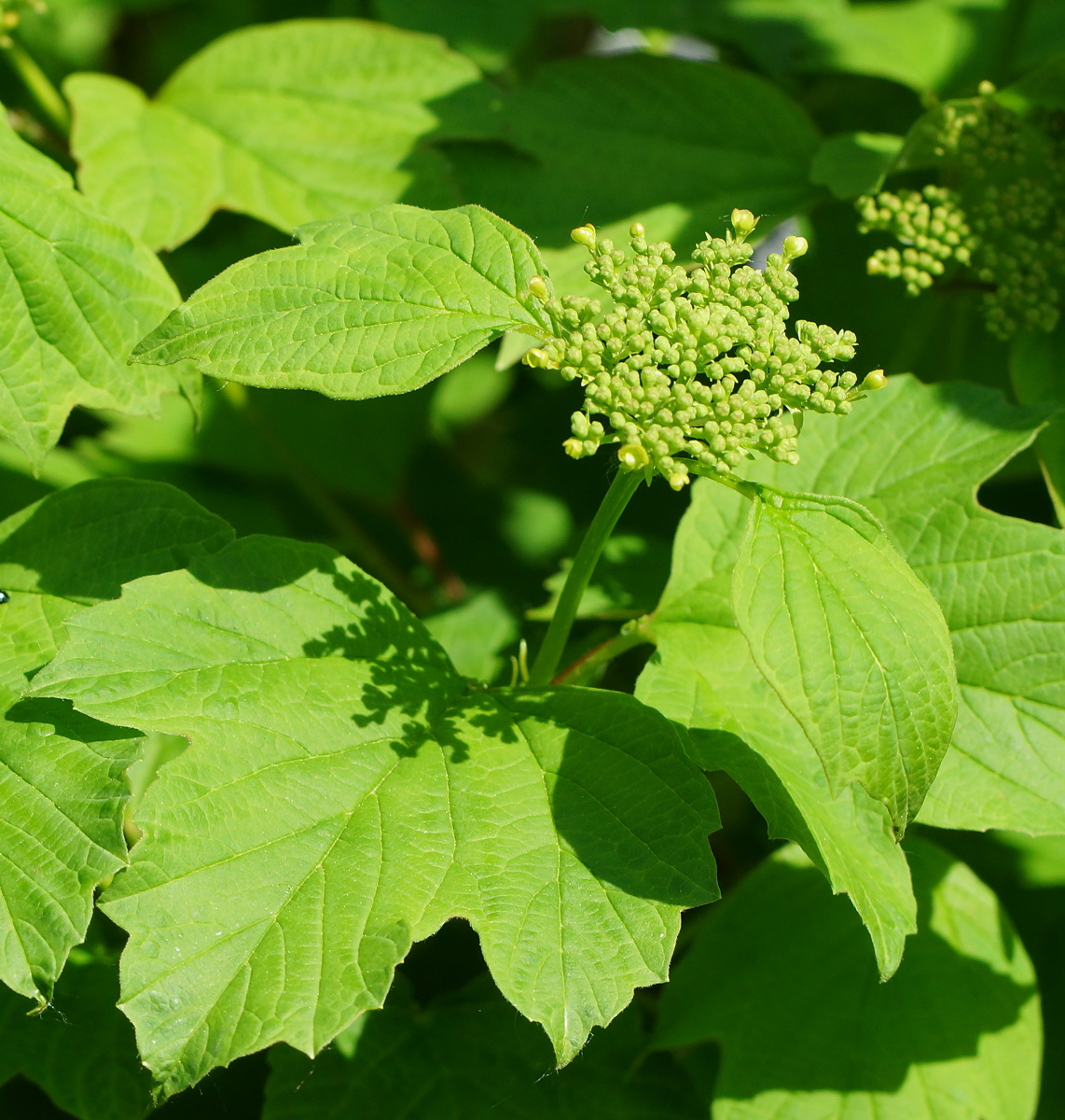 Изображение особи Viburnum opulus f. roseum.