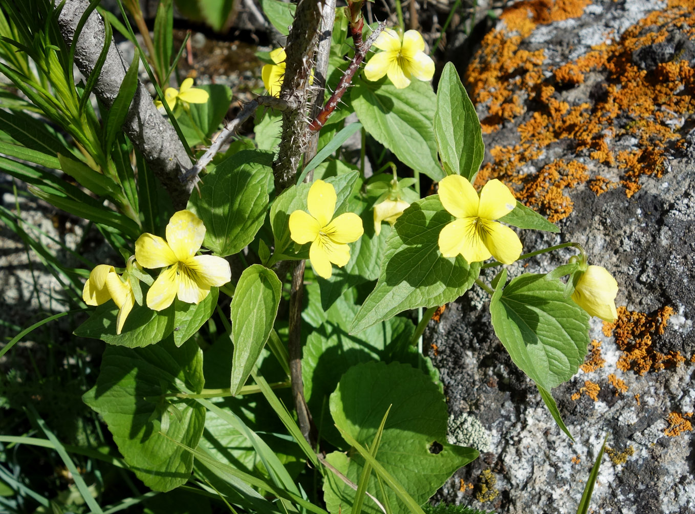 Изображение особи Viola acutifolia.