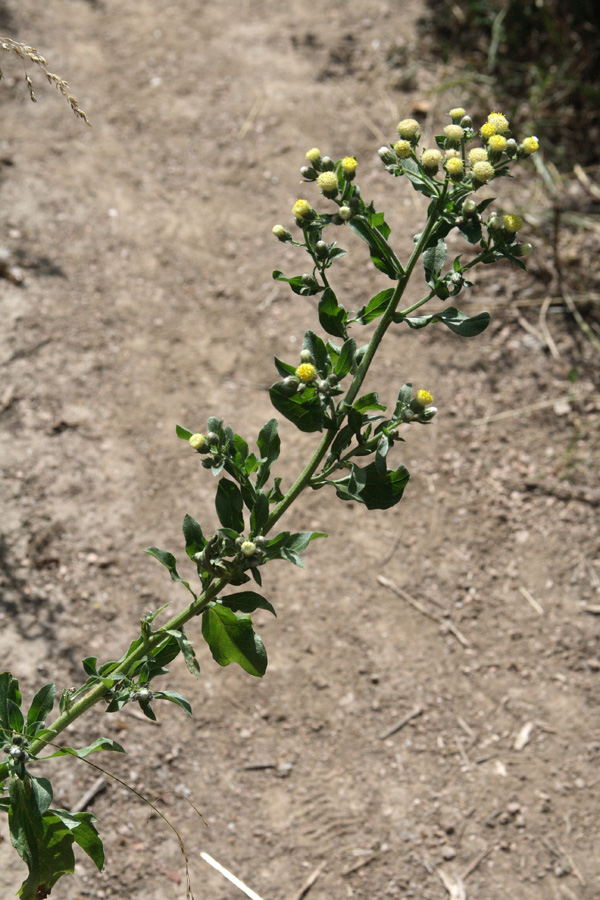 Image of Erigeron khorassanicus specimen.