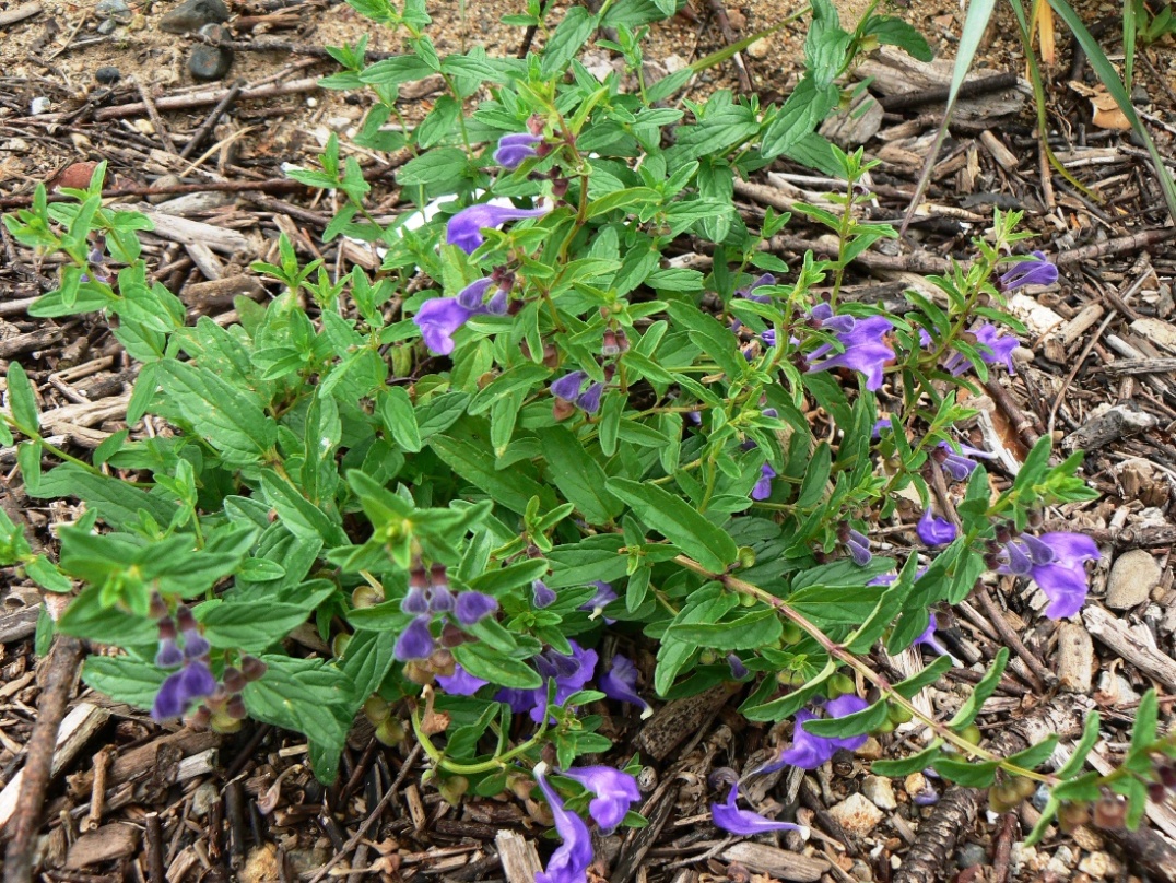 Изображение особи Scutellaria scordiifolia.