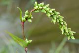 Persicaria hydropiper