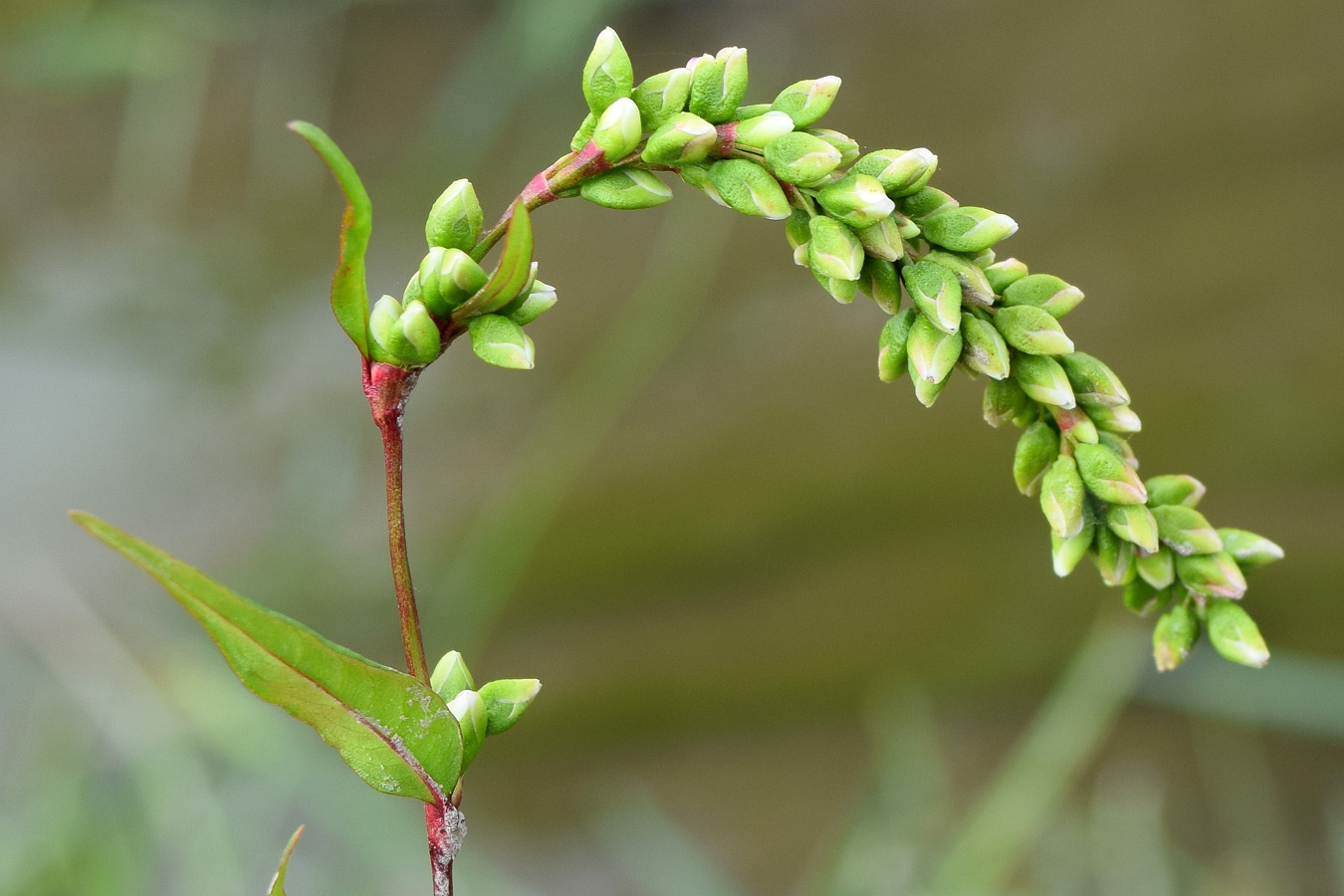 Image of Persicaria hydropiper specimen.