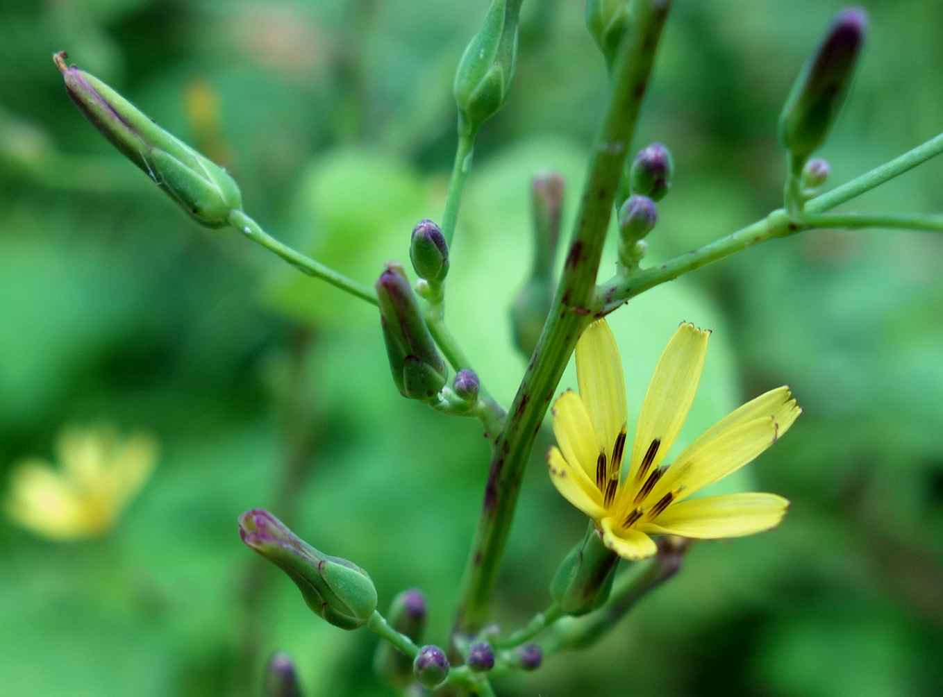 Изображение особи Lactuca raddeana.