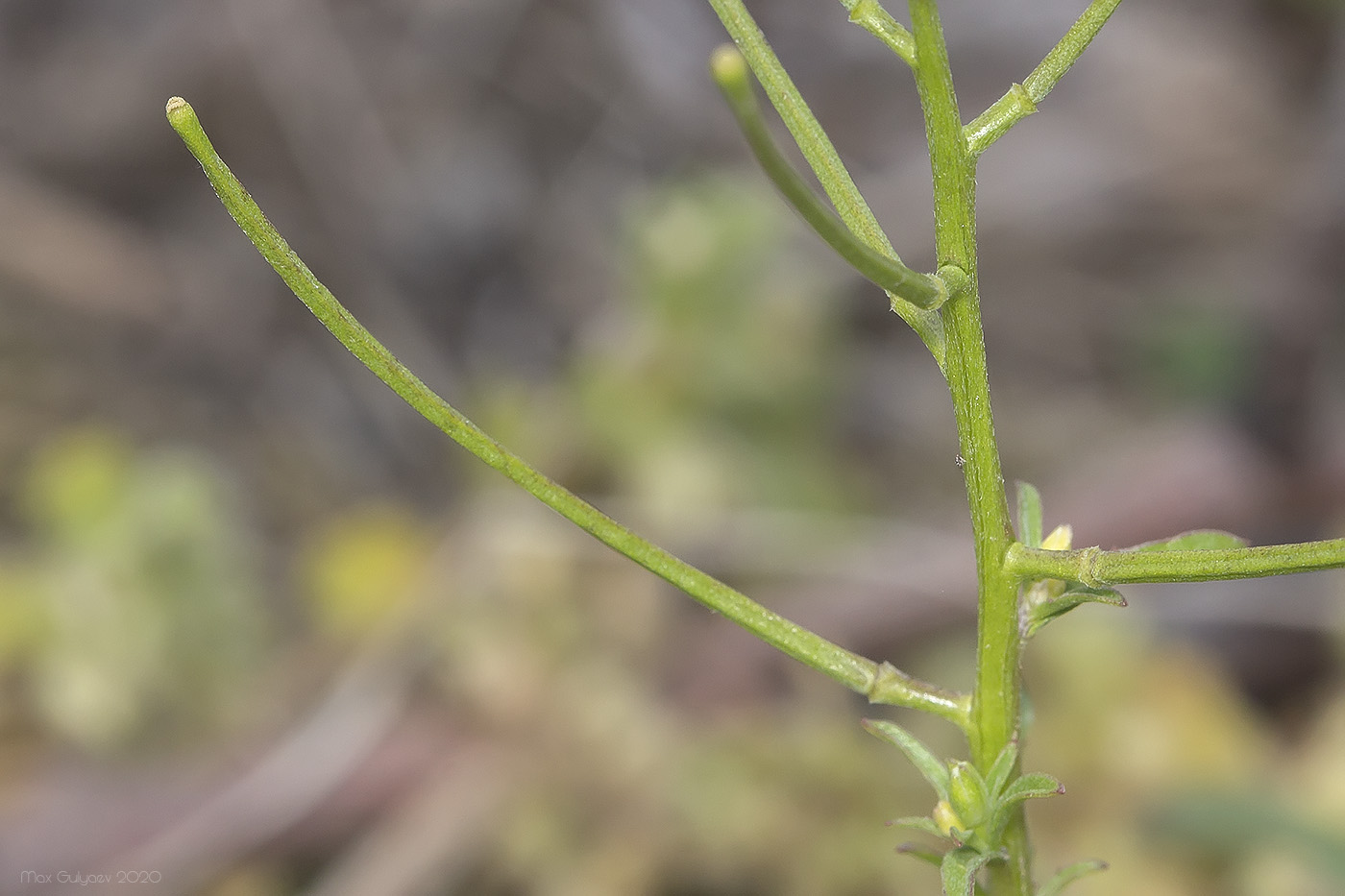 Image of Erysimum repandum specimen.