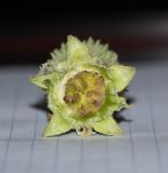 Acanthosicyos horridus