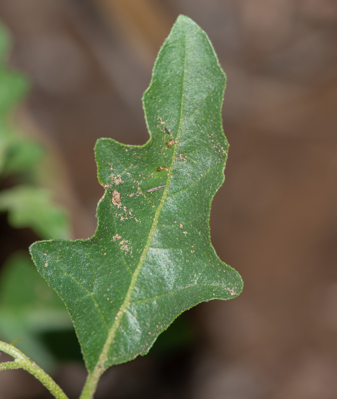 Изображение особи Solanum capense.