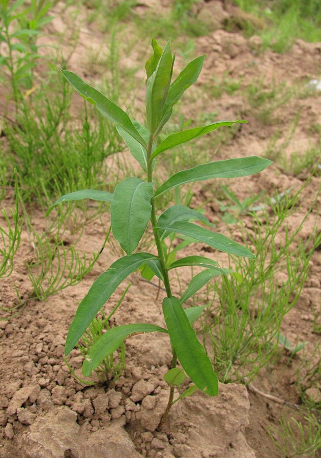 Изображение особи Euphorbia borodinii.