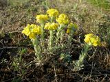 Alyssum lenense