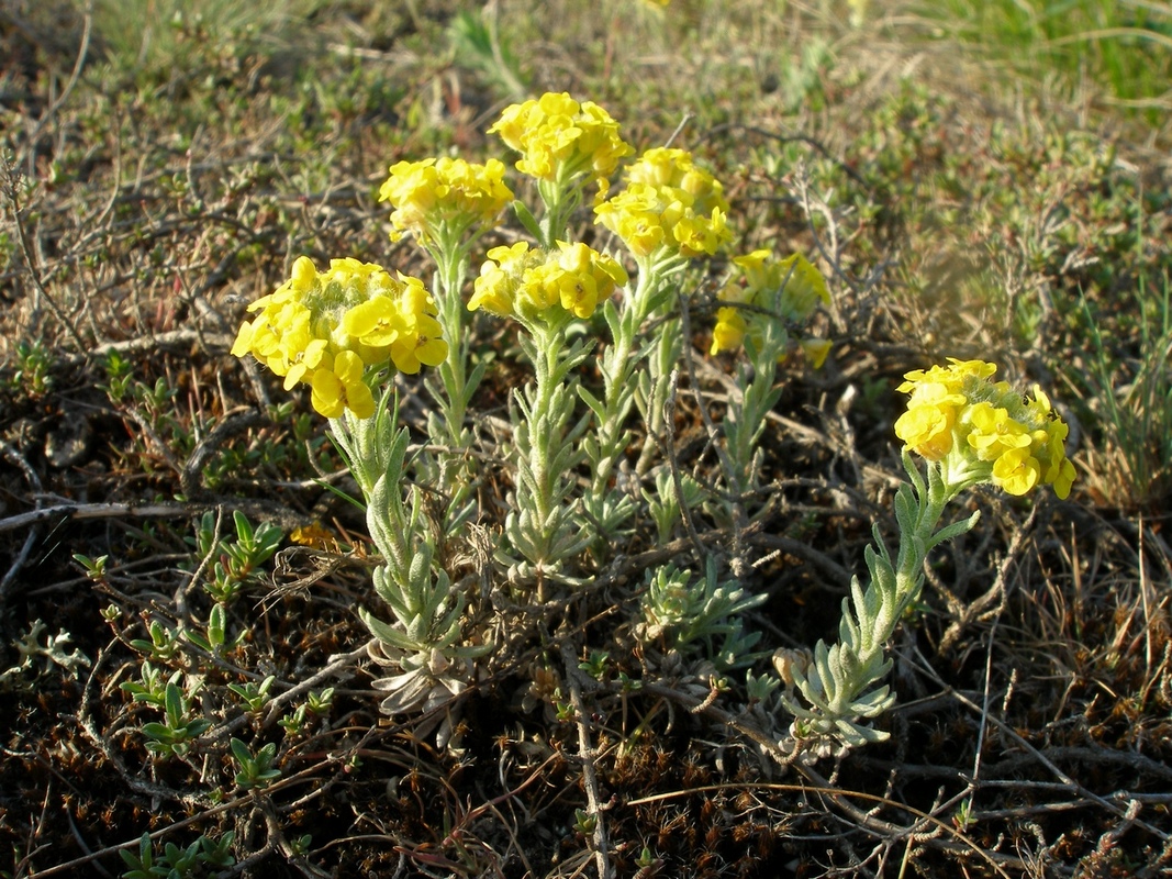 Изображение особи Alyssum lenense.