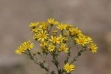 Senecio jacobaea