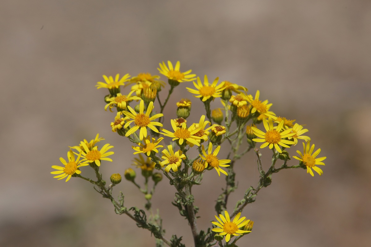 Image of Senecio jacobaea specimen.