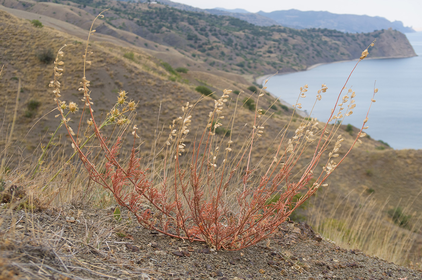 Изображение особи Reseda lutea.