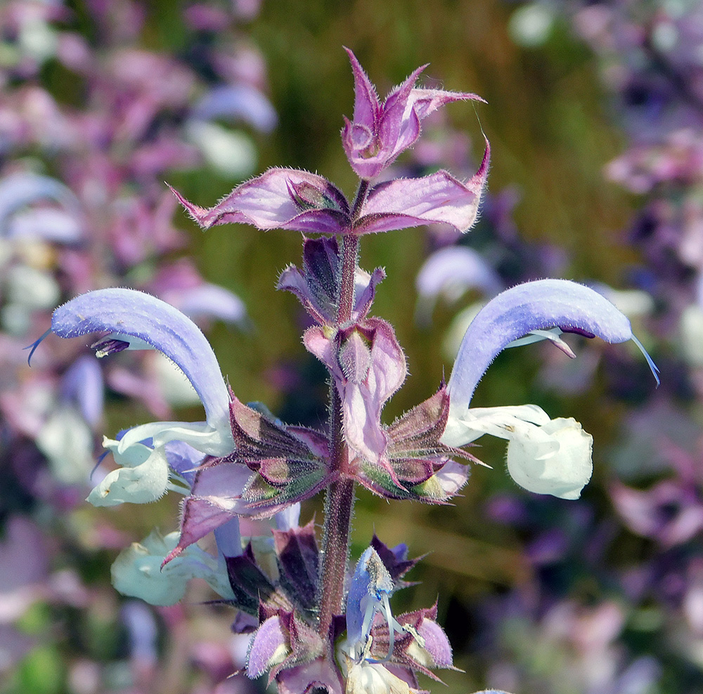Image of Salvia sclarea specimen.
