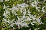 Clematis linearifolia