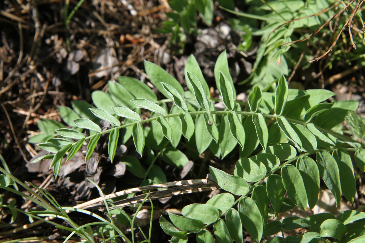 Изображение особи Oxytropis strobilacea.