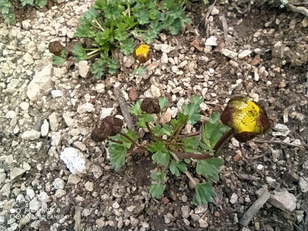 Изображение особи Ranunculus rufosepalus.