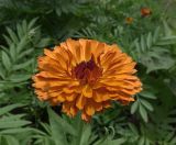 Calendula officinalis