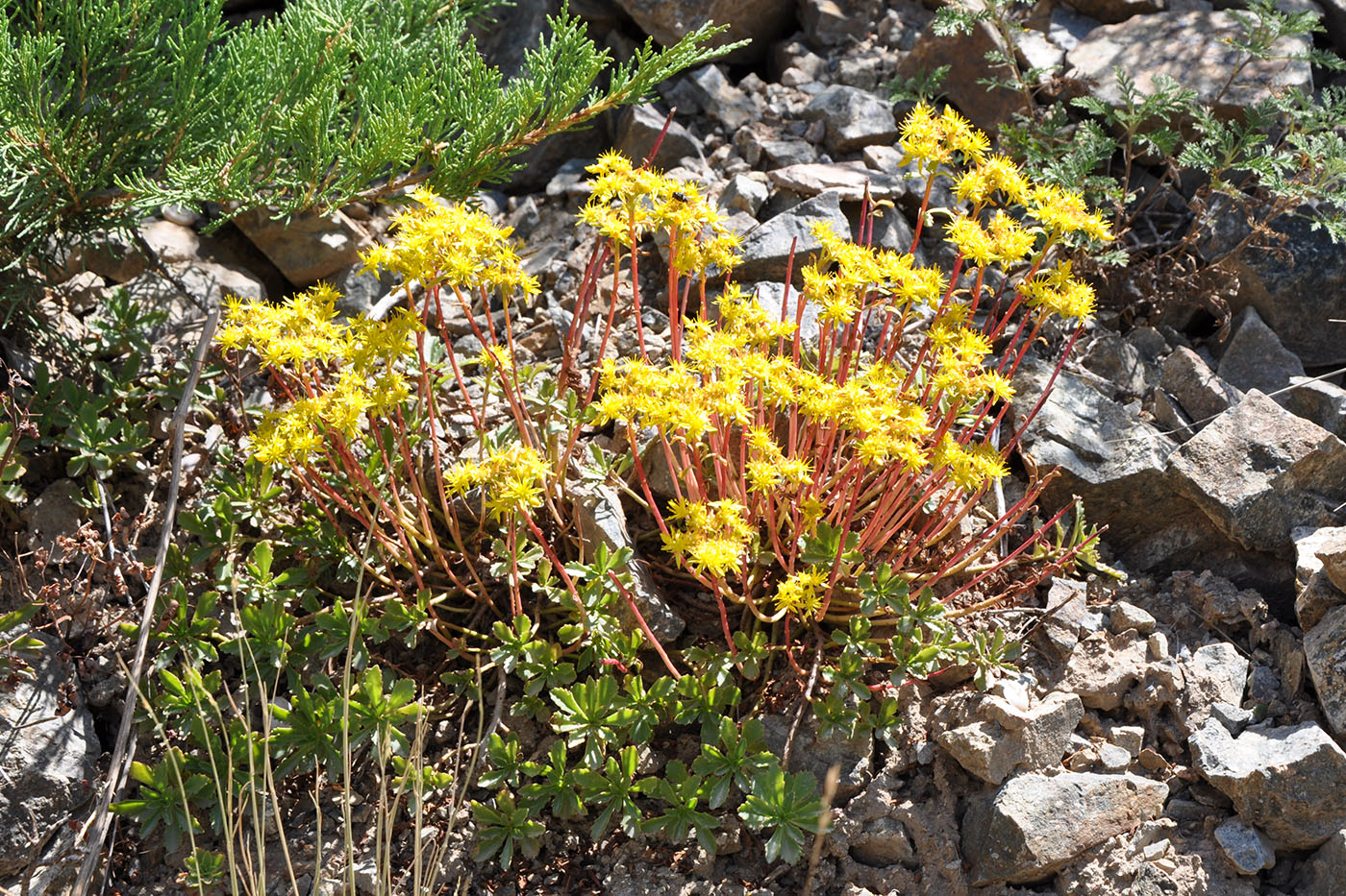 Image of Aizopsis hybrida specimen.