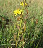 Hieracium umbellatum
