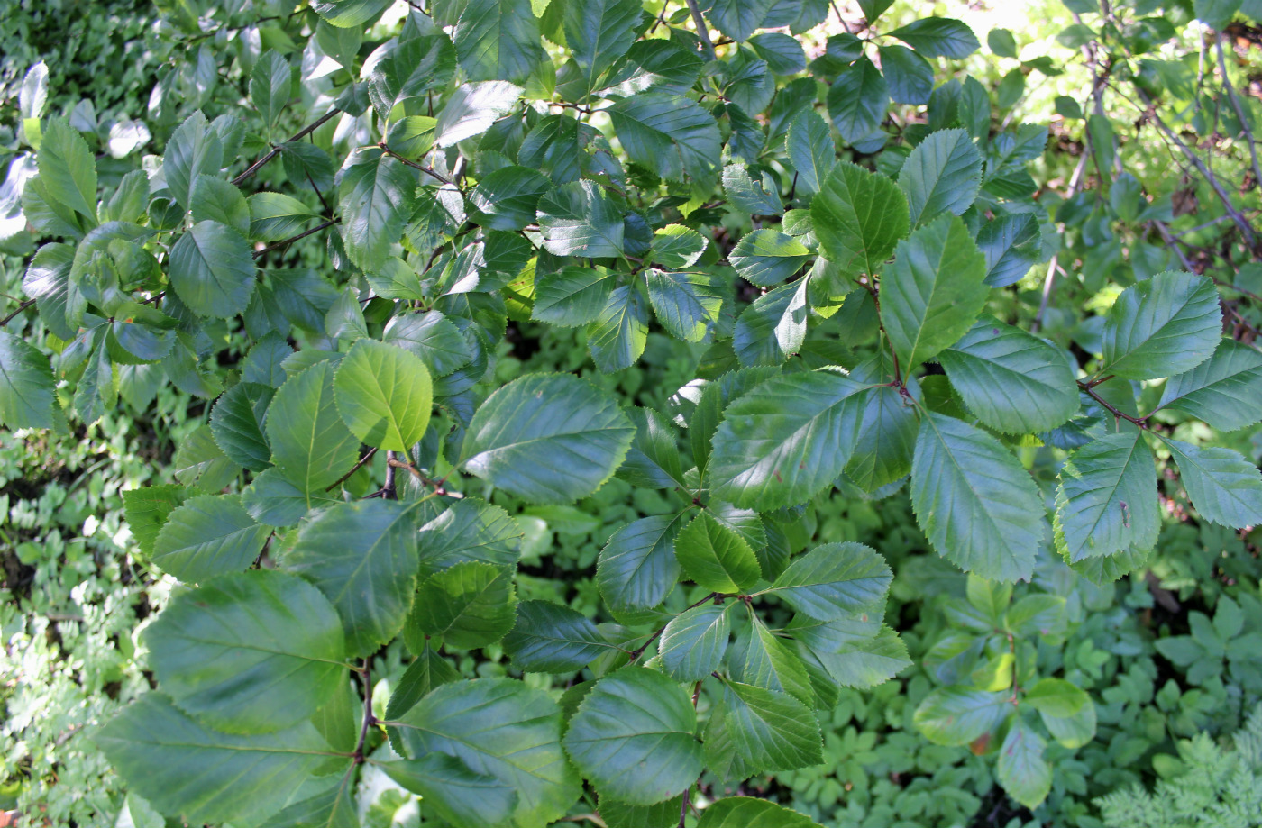 Изображение особи Crataegus persimilis.