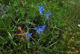 Gentiana septemfida