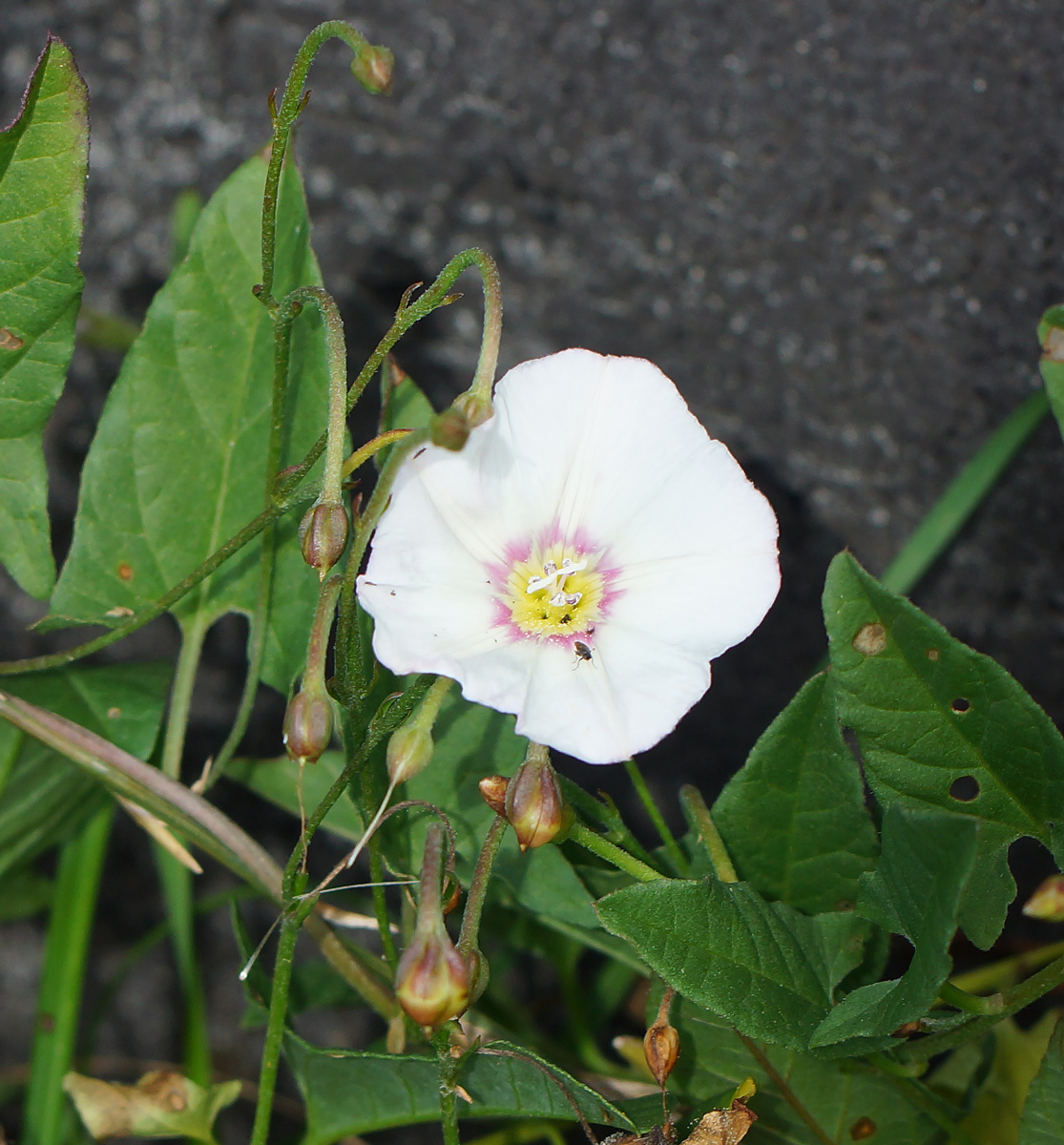 Image of Convolvulus arvensis specimen.