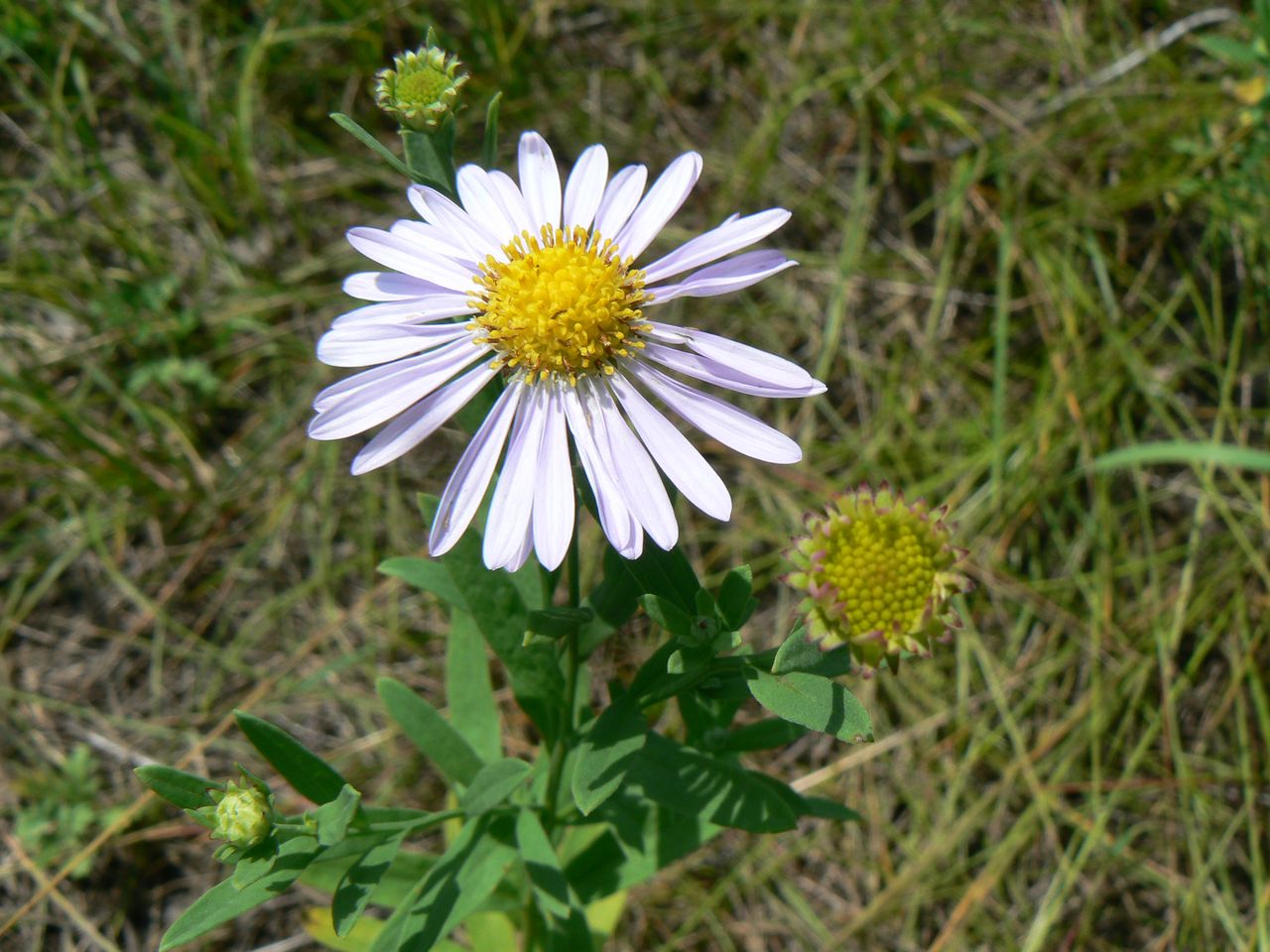 Image of genus Symphyotrichum specimen.