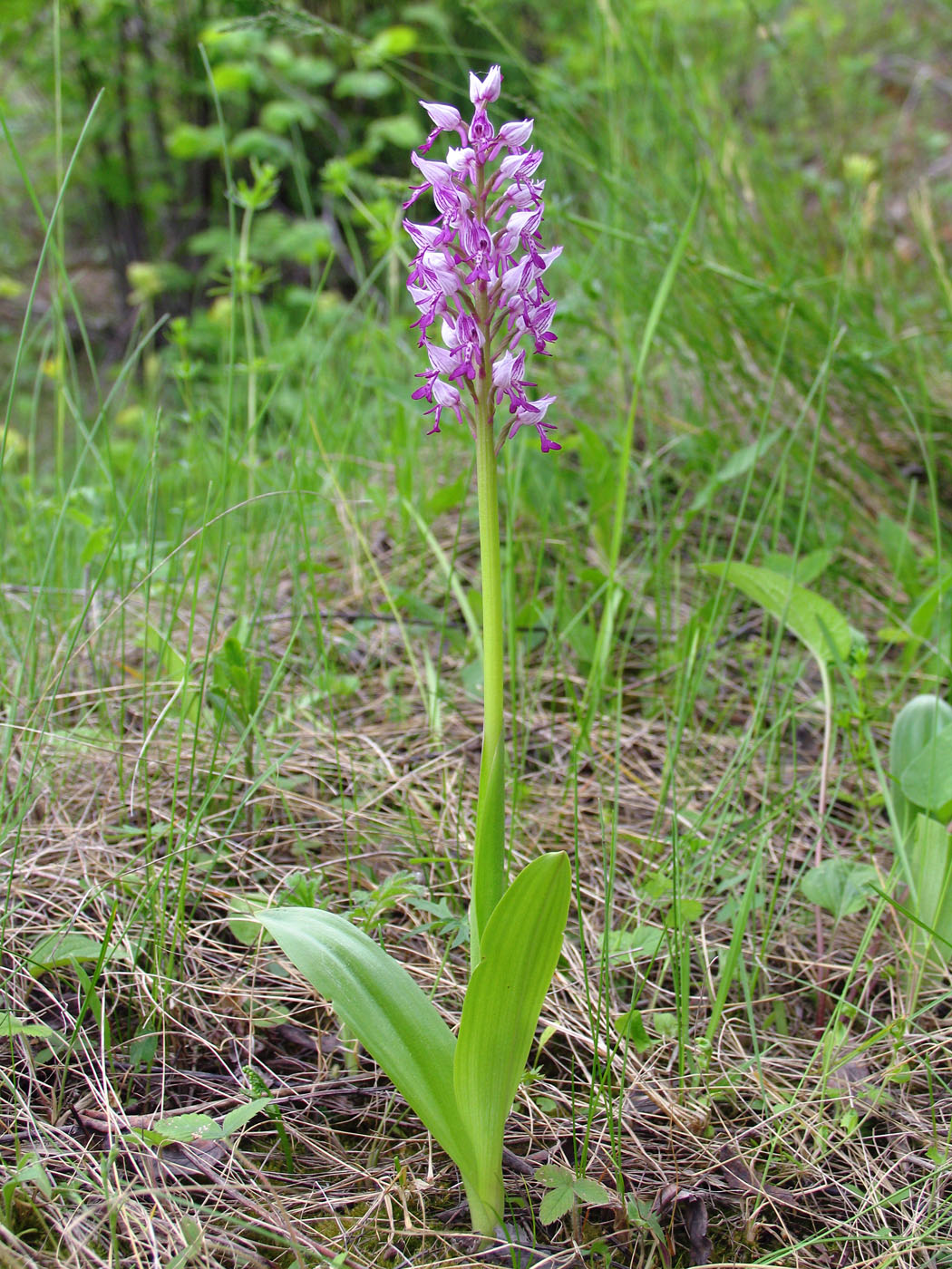 Изображение особи Orchis militaris.