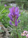 Astragalus onobrychis