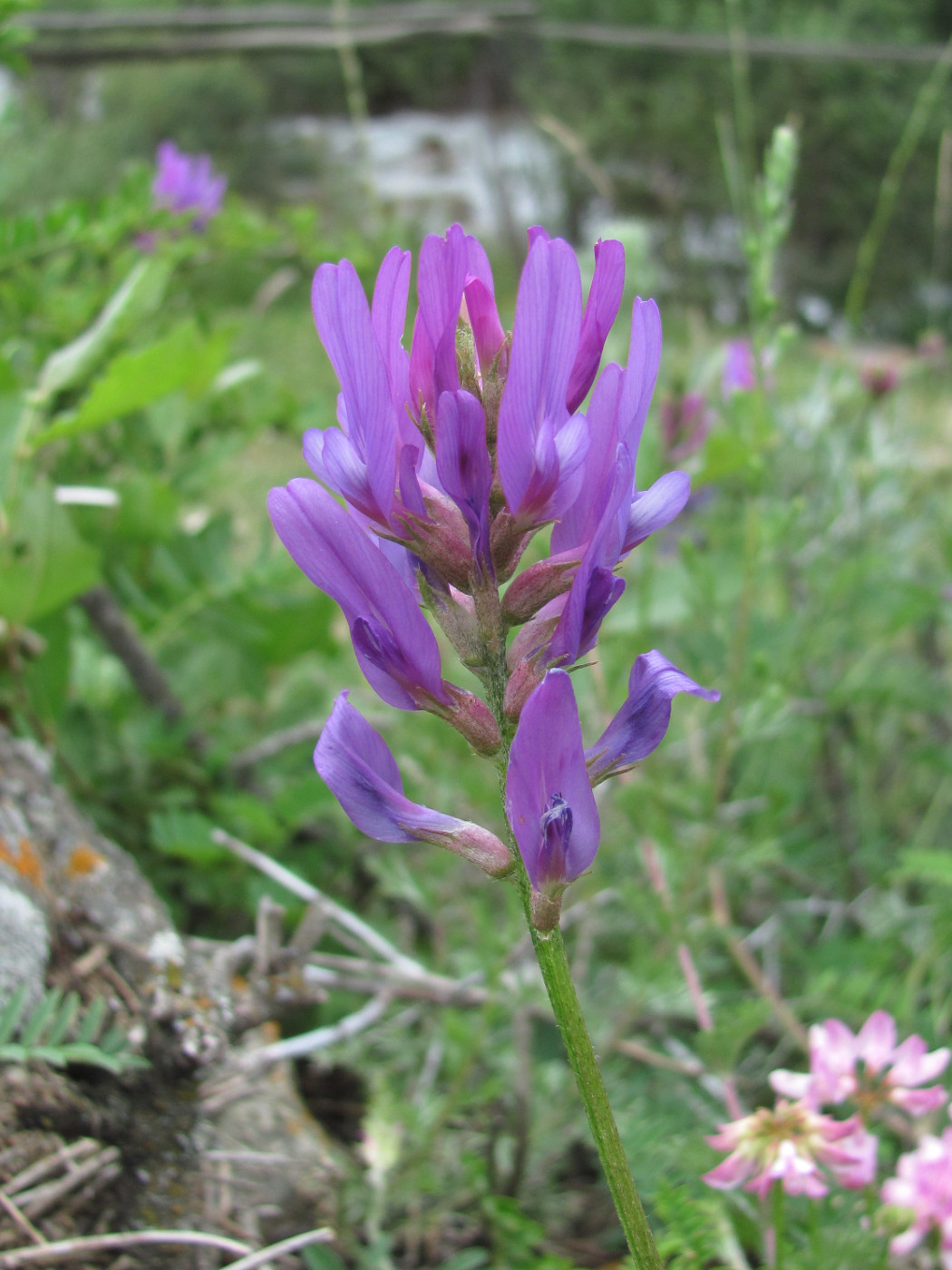 Image of Astragalus onobrychis specimen.