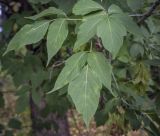 Acer negundo