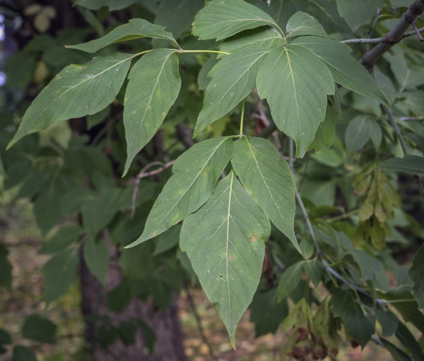 Image of Acer negundo specimen.