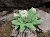 Primula bayernii. Цветущее растение. Кабардино-Балкария, Эльбрусский р-н, долина р. Ирикчат, ок. 2900 м н.у.м., среди камней. 06.07.2020.
