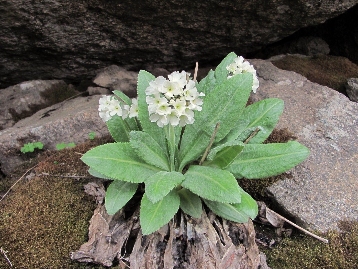 Image of Primula bayernii specimen.