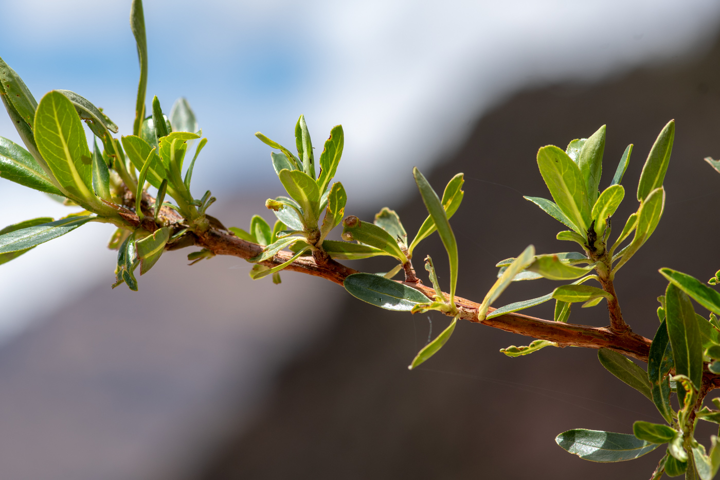 Изображение особи Escallonia paniculata.