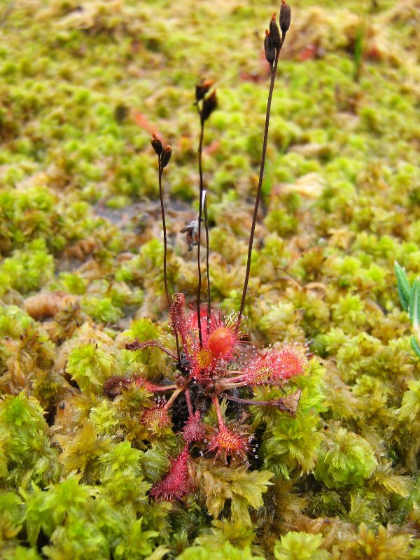 Изображение особи Drosera rotundifolia.