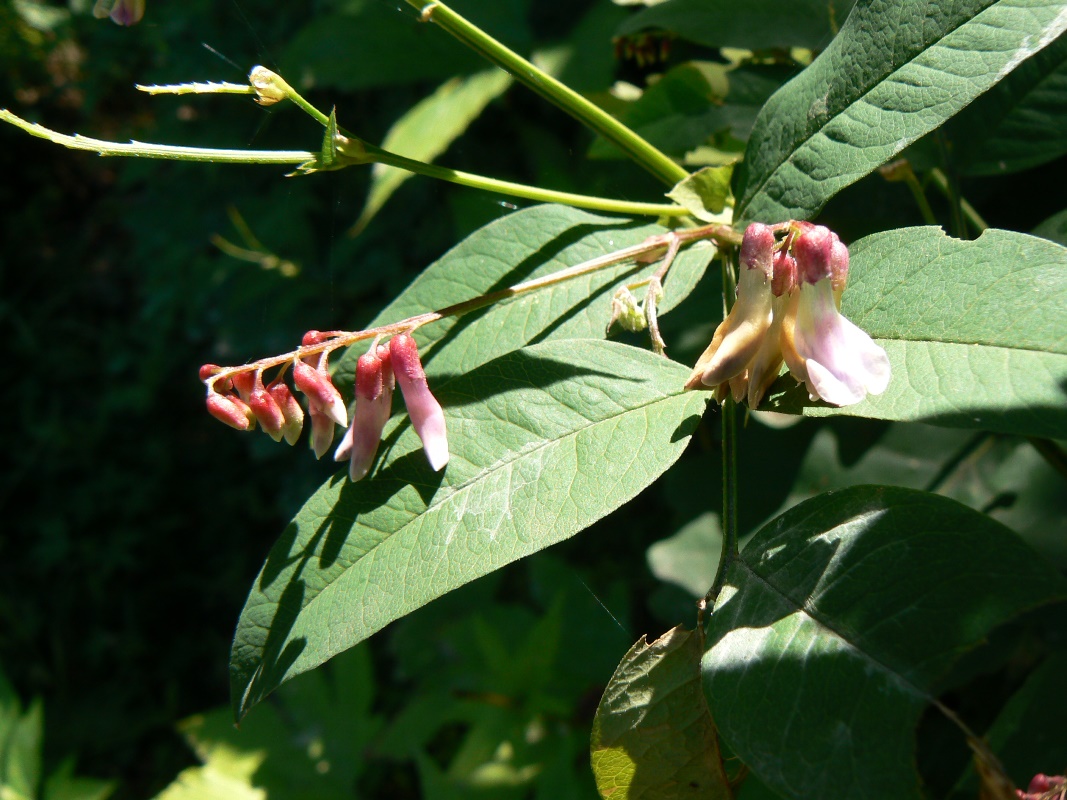 Image of Vicia ramuliflora specimen.