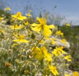 Helianthemum canum. Верхушки побегов с цветками. Краснодарский край, м/о г. Новороссийск, окр. пос. Верхнебаканский, гора Раевская, задернованное скальное обнажение. 18.05.2019.